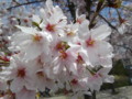 岡山　桜