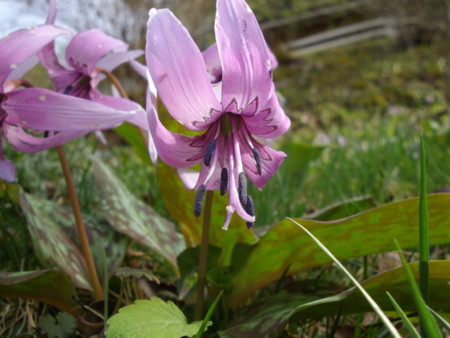 f:id:o-uiri:20120415145020j:image:w360