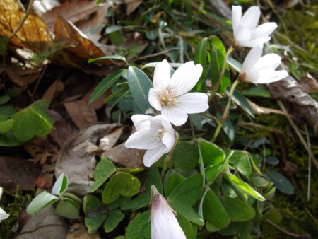 f:id:o-uiri:20120415145250j:image:w360