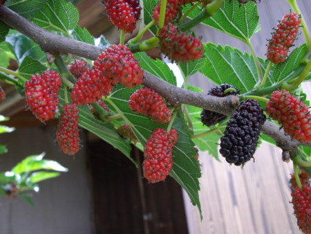 f:id:o-uiri:20120611102226j:image:w360 f:id:o-uiri:20120611102226j:image:w360