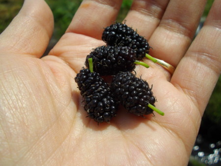 f:id:o-uiri:20120611102334j:image:w360 f:id:o-uiri:20120611102334j:image:w360