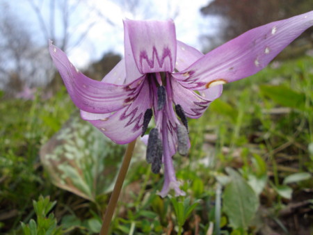 f:id:o-uiri:20130410133433j:image:w360