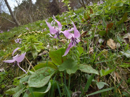 f:id:o-uiri:20130410133506j:image:w360