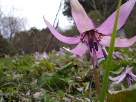 f:id:o-uiri:20130410133752j:image:w360