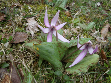 f:id:o-uiri:20130410134010j:image:w360