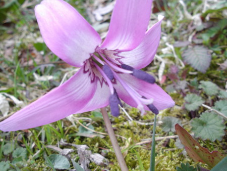 f:id:o-uiri:20130410134100j:image:w360
