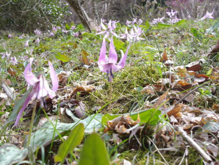 f:id:o-uiri:20130410134220j:image:w360