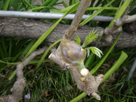 f:id:o-uiri:20130423121120j:image:w360