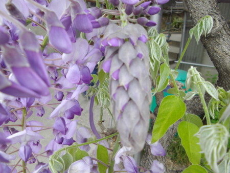 f:id:o-uiri:20130423121130j:image:w360
