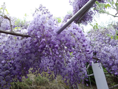 f:id:o-uiri:20130423121319j:image:w360