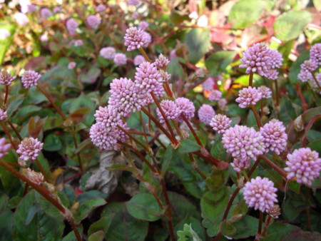 f:id:o-uiri:20131014091443j:image:w400
