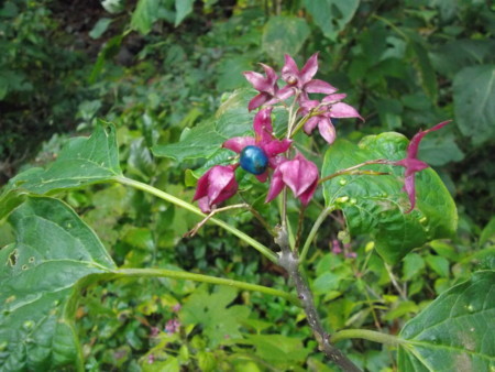 f:id:o-uiri:20131107150423j:image:w360