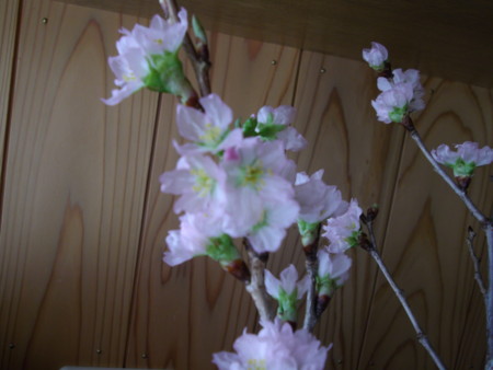 f:id:o-uiri:20140105085527j:image:w360