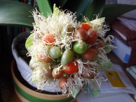 f:id:o-uiri:20140106081131j:image:w360