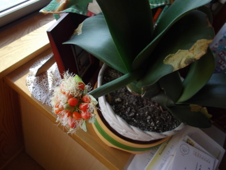 f:id:o-uiri:20140111095019j:image:w360