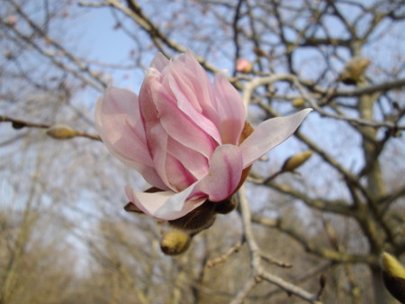 f:id:o-uiri:20140417081115j:image:w360