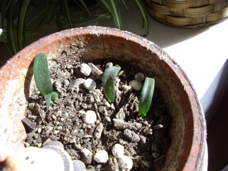 f:id:o-uiri:20150221085249j:image:w360 f:id:o-uiri:20150221085249j:image:w360