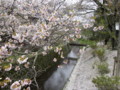 哲学の道　桜