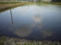 5月田植え直後