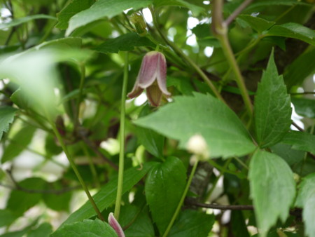 f:id:o-uiri:20150530101444j:image:w360
