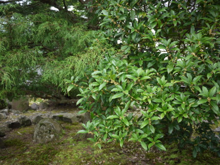 f:id:o-uiri:20150916085634j:image:w360