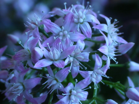 f:id:o-uiri:20151229073512j:image:w360