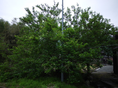 f:id:o-uiri:20170524061659j:image:w360