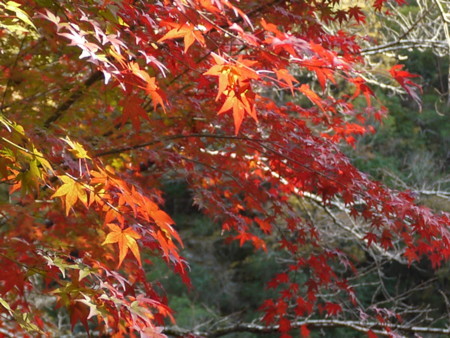 f:id:o-uiri:20171112145515j:image:w360