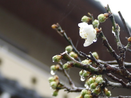 f:id:o-uiri:20180319153522j:image:w360 f:id:o-uiri:20180319153522j:image:w360