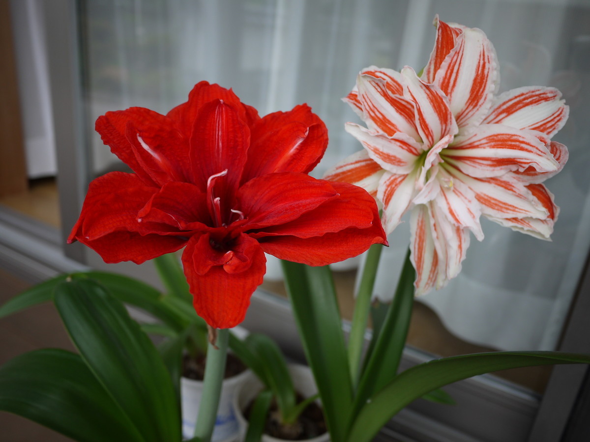 f:id:o-uiri:20190626124831j:plain