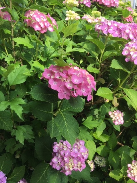 f:id:o-uiri:20190702080202j:plain