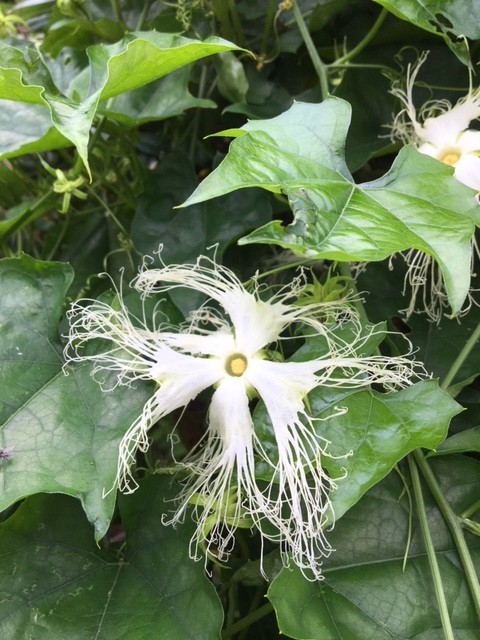 f:id:o-uiri:20190712080759j:plain