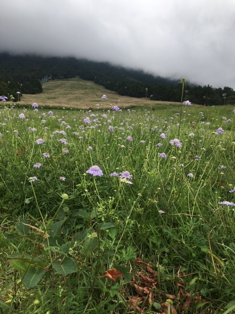 f:id:o-uiri:20190909134030j:plain f:id:o-uiri:20190909134030j:plain