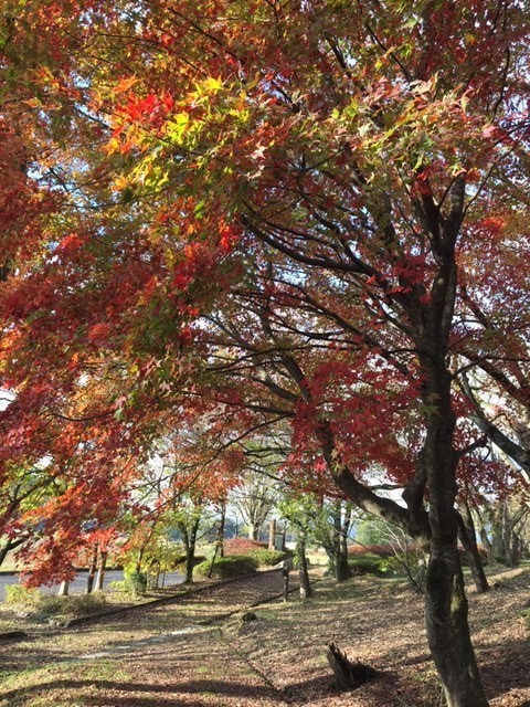 f:id:o-uiri:20191110080623j:plain