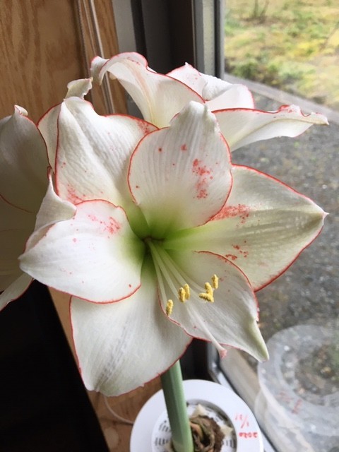 f:id:o-uiri:20200328100413j:plain