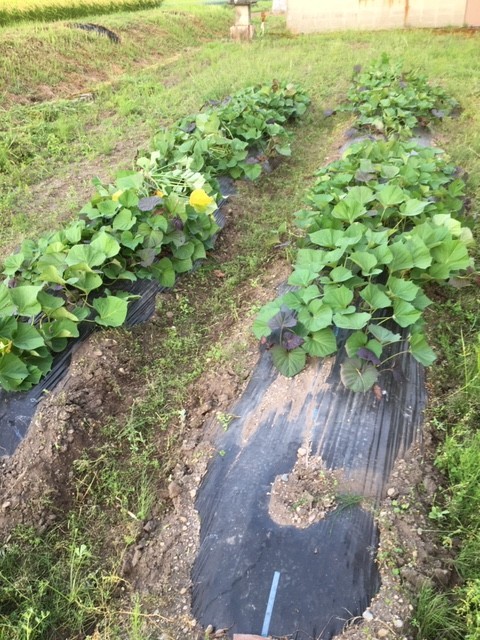 f:id:o-uiri:20200822181434j:plain f:id:o-uiri:20200822181434j:plain
