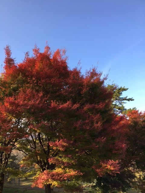 f:id:o-uiri:20201031153225j:plain