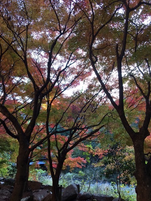 f:id:o-uiri:20201114144945j:plain