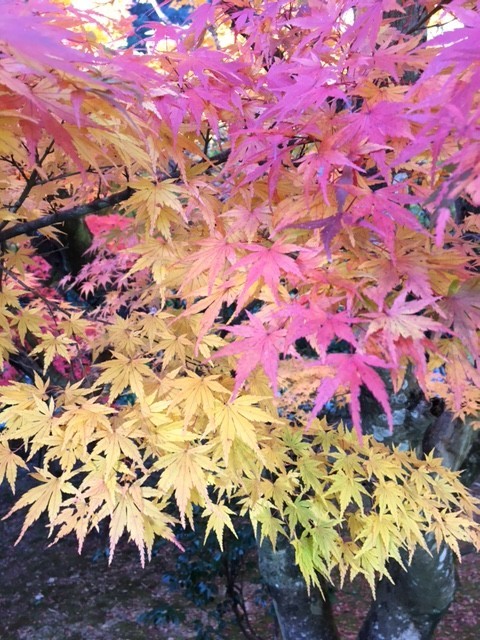 f:id:o-uiri:20201114145329j:plain