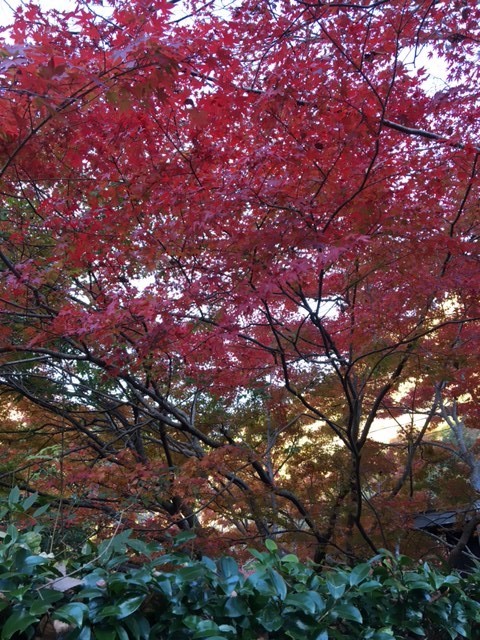 f:id:o-uiri:20201114150616j:plain