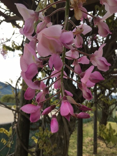f:id:o-uiri:20210512074834j:plain