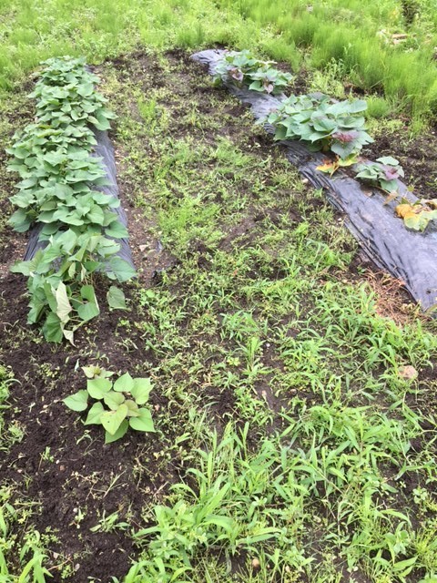 f:id:o-uiri:20210710111003j:plain
