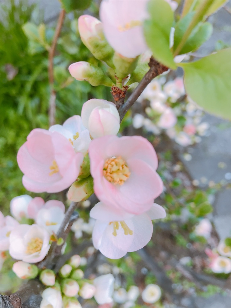 f:id:o0_pono_0o:20190318183250j:image