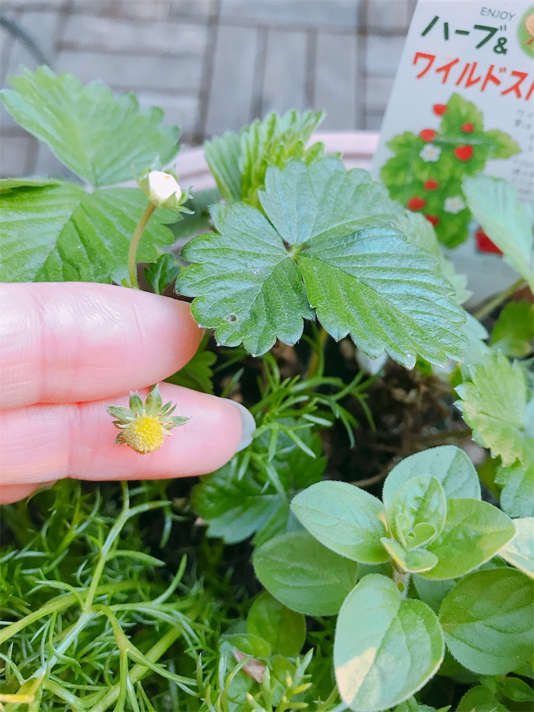 f:id:o0_pono_0o:20190324232806j:image