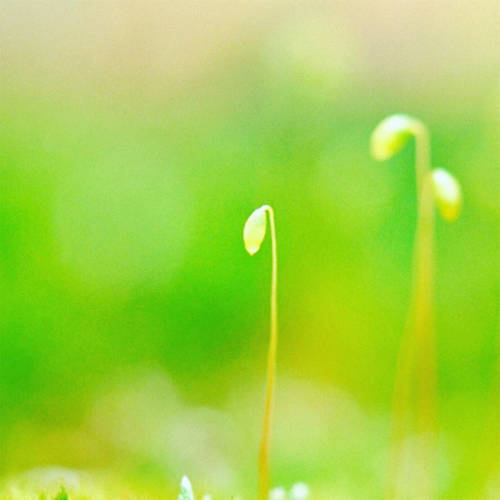 f:id:o0_pono_0o:20190324232948j:image