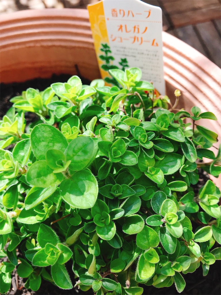 f:id:o0_pono_0o:20190324233210j:image