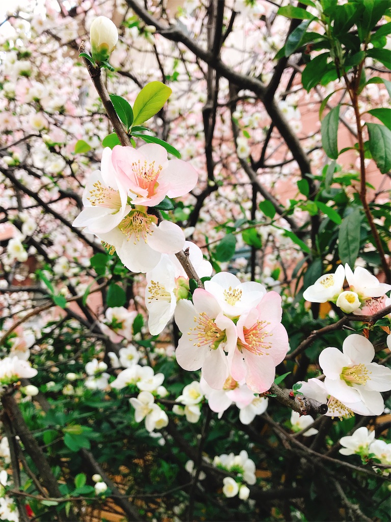 f:id:o0_pono_0o:20190403232338j:image