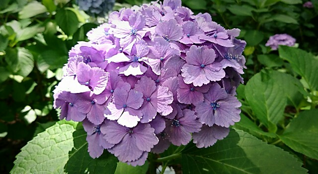 f:id:o10kun:20180614172028j:plain