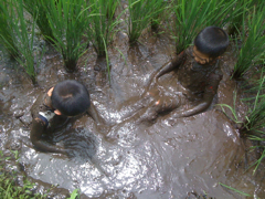 f:id:o2farm:20100728131713j:image