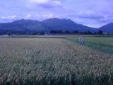 f:id:o2farm:20100905134417j:image